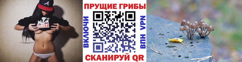 мега сайт  Павлово  Псилоцибиновые грибы Psilocybe 